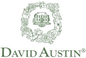 David Austin Roses