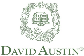 David Austin Roses